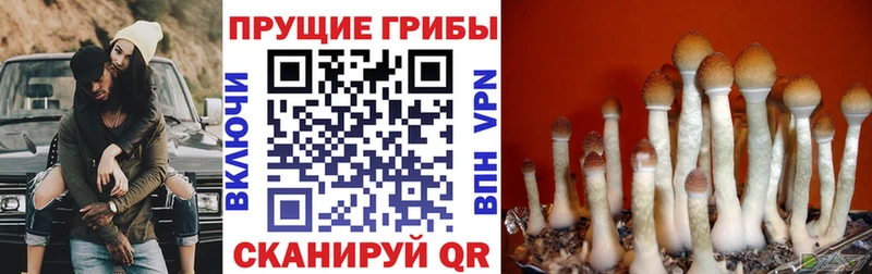 ОМГ ОМГ   купить наркотики сайты  Кольчугино  Псилоцибиновые грибы Magic Shrooms 